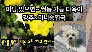 월동되는 이쁜 다육이~ 미니송엽국, 바위솔 관리 팁?