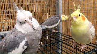 Cockatiels in the Aviary whistling and Singing | Cockatiel Sounds