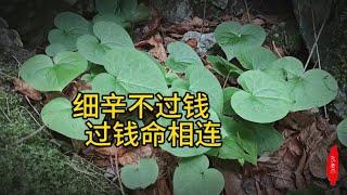 找寻植物之甘肃野生细辛，无人采挖是有原因的，辽细辛占半壁江山