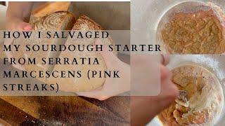 How to salvage your sourdough starter from Serratia Marcescens (pink streaks)