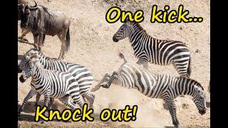 Zebra knocks out wildebeest with a single kick!