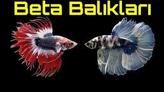 Beta akvaryumu nasıl olmalı? erkek beta akvaryumu (Betta akvaryumu)beta balığı Betta fish Akvaryumca