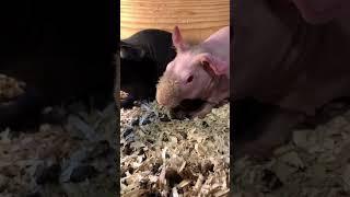 Hairless Guinea Pig Skinny - Black and Pinkies (Cavia Porcellus)