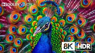 Dreamlike Beauty in 8K HDR | Dolby Vision™