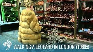 Lady Walking a Leopard in London! (1960s)  | British Pathé