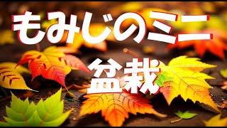 紅葉のミニ盆栽の作り方・簡単