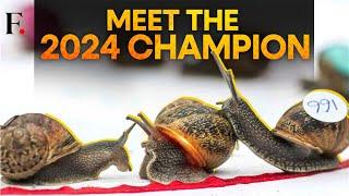 UK World Snail Racing Championship 2024; Jeff, the Snail Wins