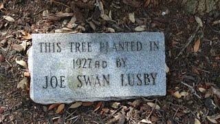 What Is That? The Joe Swan Lusby tree