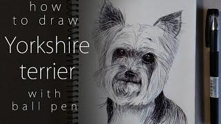 Как нарисовать йоркширского терьера How to draw a Yorkshire terrier