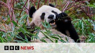 Edinburgh Zoo’s giant pandas prepare to return to China | BBC News