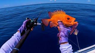 Sometimes You Never Know What You'll Catch 300ft Down!!! Epic Florida Offshore Fishing!