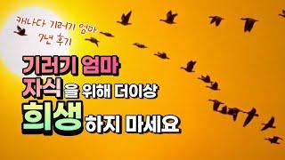 캐나다 이민과 기러기 엄마가 된 이유&느낀점(7년 기러기+7년 워킹맘)