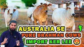 Pure Brahman Cows Imported from Australia to Pakistan | The Power Genetics