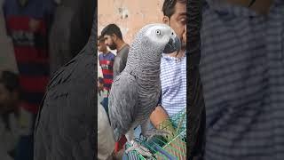 African Grey Parrot #africangrayparrot #danishahmedvlogs #ytshorts