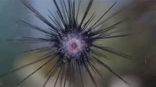 Longspine Urchin