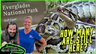 SEARCHING FOR GIANT PYTHONS IN THE EVERGLADES!