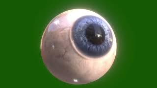 Eye Eyeball Vision Iris Sight 3d Render green screen