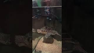 Turtle in an Aquarium