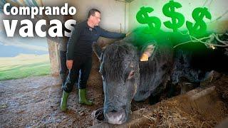 COMPRO dos VACAS ANGUS en medio del MONTE | Tradiciones PERDIDAS | Etxezarreta