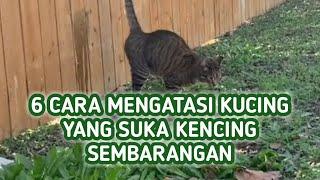 Cara Mengatasi Kucing Kencing Sembarangan, Lakukan 6 Cara Ini !