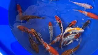 Elite Koi Grow Out is Back - 125 Koda Tosai Koi for selection 25 Koi available for the Grow On event