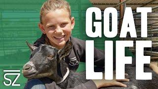 We Have Goats Everywhere | How We Raise Goats on the Ranch