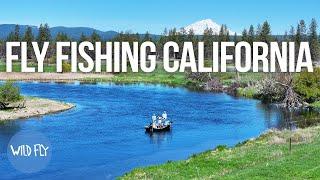 Fishing California's Largest Spring Creek (for Prehistoric Rainbow Trout)