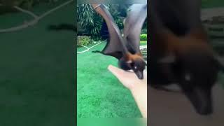 Rescued an injured little bat,never expected many years later... #shortvideo #animals #pets #shorts