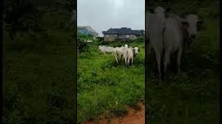 GGAG farm Cows. #shorts #africa #nigeria #kenya #uganda #mixedfarming #africandiaspora #abiastate