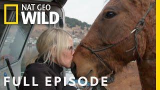 Pregnant Goats and Piglet Hernias (Full Episode) | Dr. Oakley, Yukon Vet
