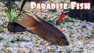 Paradise Fish (Watch This Before Getting Yours!)
