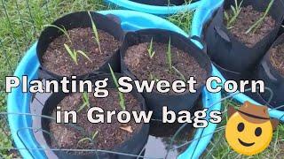 SHEDWARS21: Planting Sweet Corn in Grow Bags