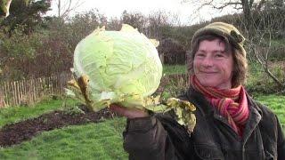 Wie wir unseren Kohl ernten und Sauerkraut machen