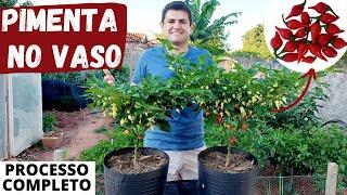 Como PLANTAR e CUIDAR da PIMENTA EM VASO. Vídeo COMPLETO do plantio à colheita! (Ep182)