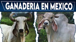  Ganadería BOVINA En MEXICO  Crea Tu NEGOCIO Ganadero