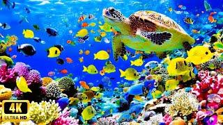 The Best 4K Aquarium - Explore the Stunning World of Sea Jellyfish and Beautiful Coral Reef Fish. #8