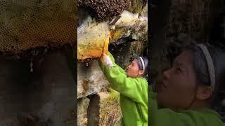 Amazing beehive in the green mountains, natural beehive. #beelover #bee #lovebirds #honeybee #food