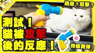 【孤貓工作室】測試！貓被攻擊後的反應！荷槍實彈！逃走還是反擊？