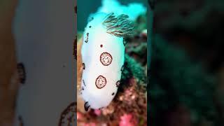 Underwater Macro Photo & Video with your Smartphone and the SeaLife SportDiver