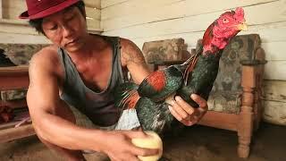 ayam Bangkok klasik tidak takut lawan ayam moderen!!!