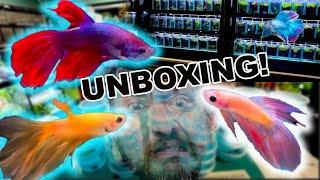 Unboxing SUPER CHEAP Colourful BETTA FISH!