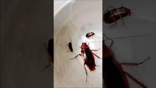 1,2,3 start cockroach #aymanblog #cockroach #funny #shorts