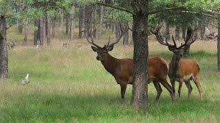 Zwerven op de Veluwe 4