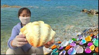 Giant Pacific Pearl Clam. It produces huge colorful pearls. Diamond Beach，Pearl scallop