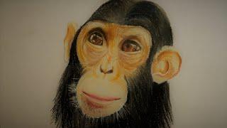 How to draw Chimpanzee head | Learn Drawing For Kids | Simple Techie Artist