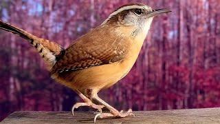 Known for a Wide Variety of Vocalizations, Carolina Wrens Love to Sing!