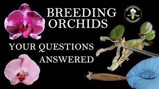 Your Questions Answered: How To Grow Orchids from Seed (Q&A/FAQ)