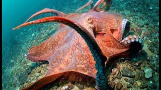 Meet the largest octopus in the world | Oceana