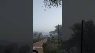 Jhalana Leopard Reserve|Early Morning Leopard Safari|Safari starts before sunrise|Jaipur Diaries|