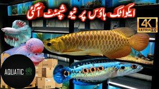 fish aquarium || AQUATIC HOUSE new shipment hagai  lalukhet fish aquarium market Karachi